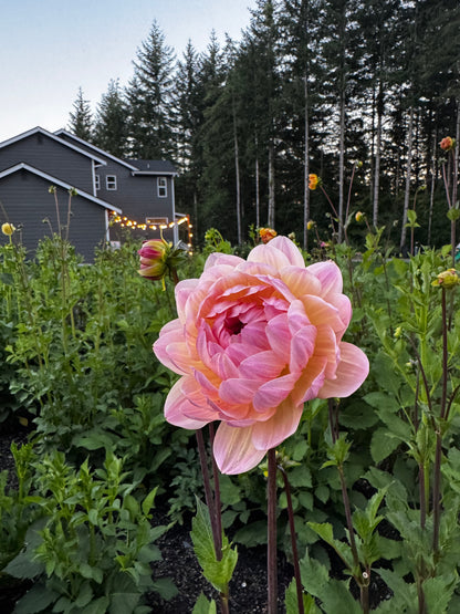 Friday Sept. 26th 7 pm Bouquet Making Night in the Garden!