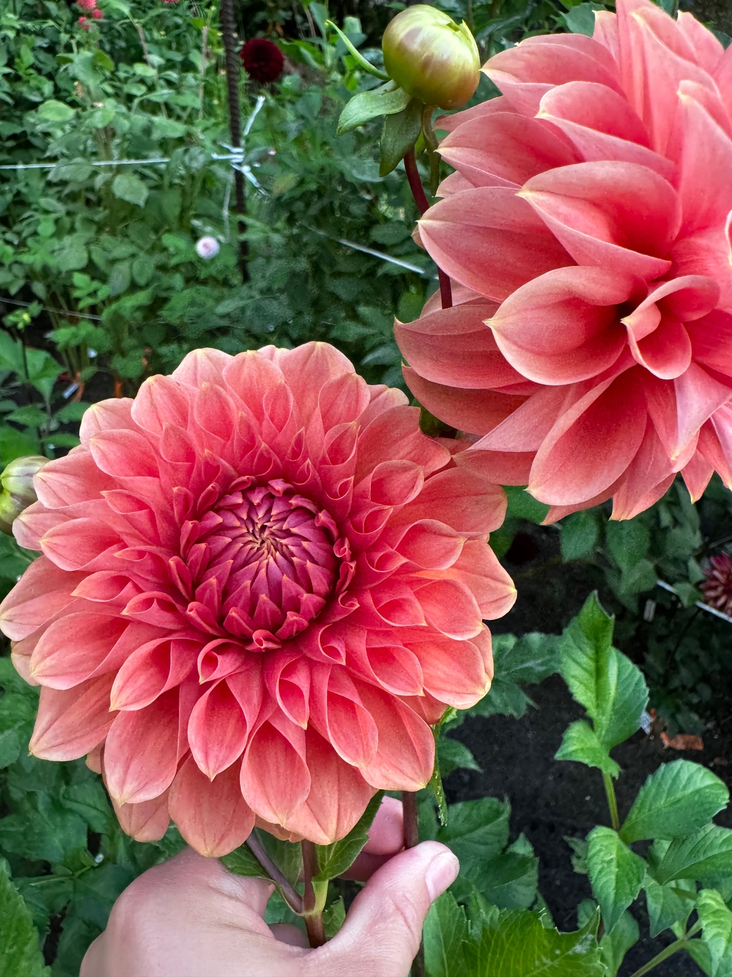 Hy Patti Dahlia Tuber