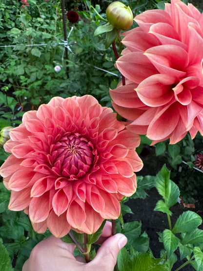 Hy Patti Dahlia Tuber