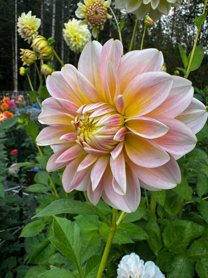 Sheer Heaven Dahlia Tuber
