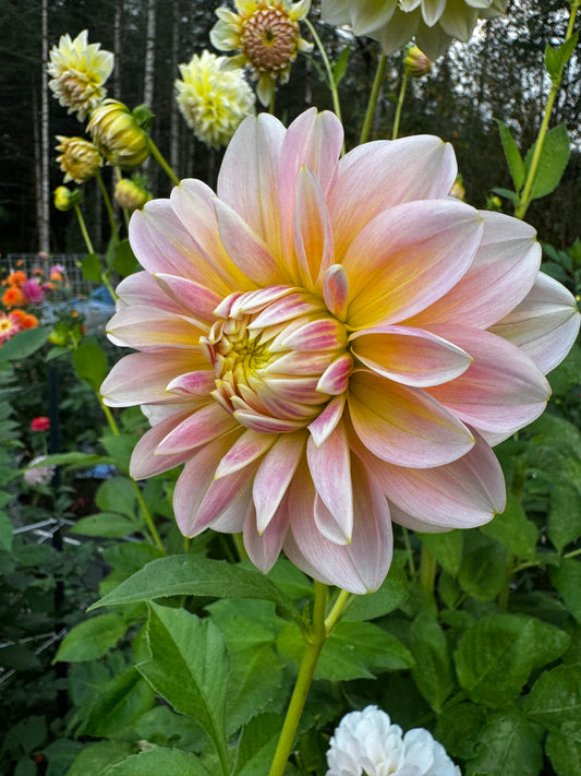 Sheer Heaven Dahlia Tuber
