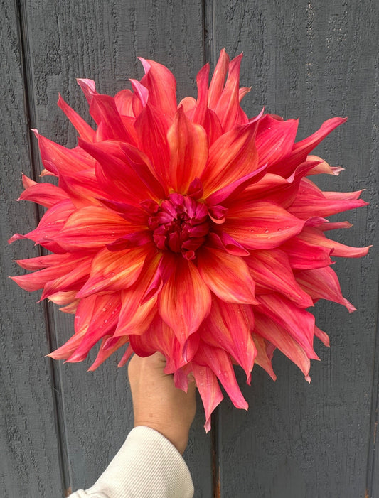Belle of Barmera Dahlia Tuber