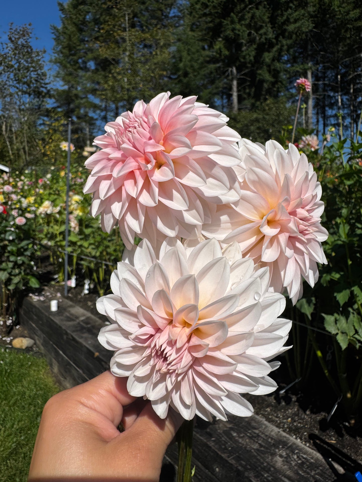 RM Baby Girl Dahlia Tuber Limit 1