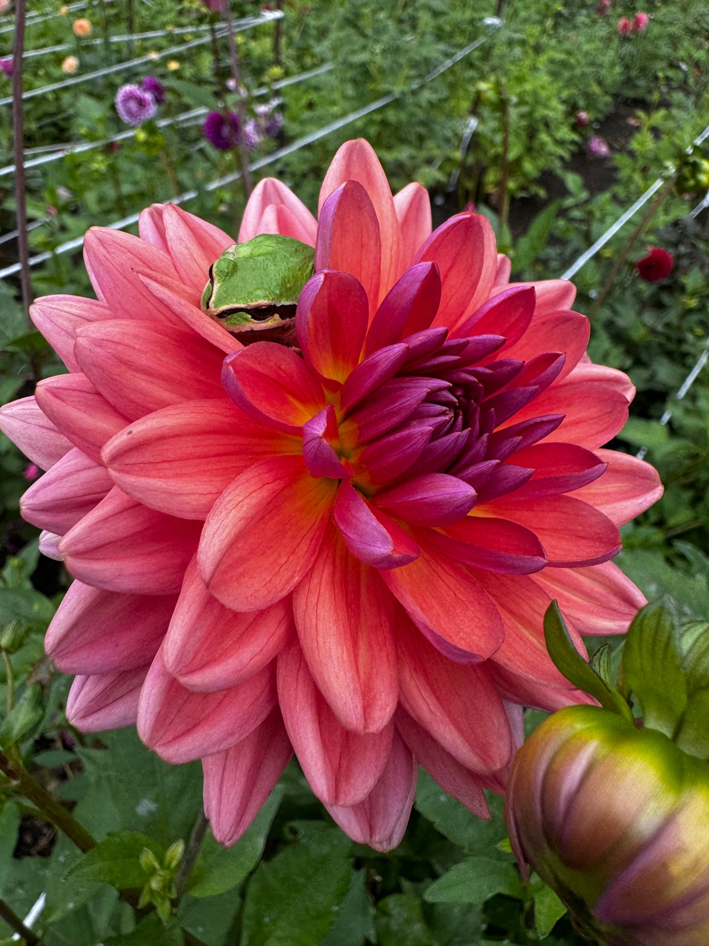 American Dawn Dahlia Tuber