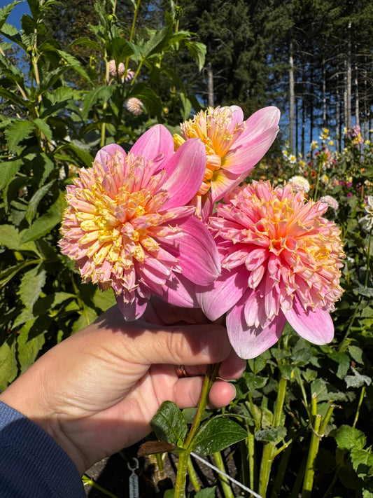 Sandia Pouffe Dahlia Tuber