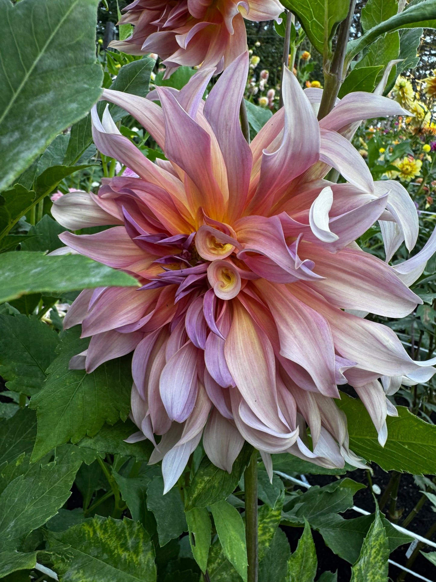 Blue Peter Dahlia Tuber