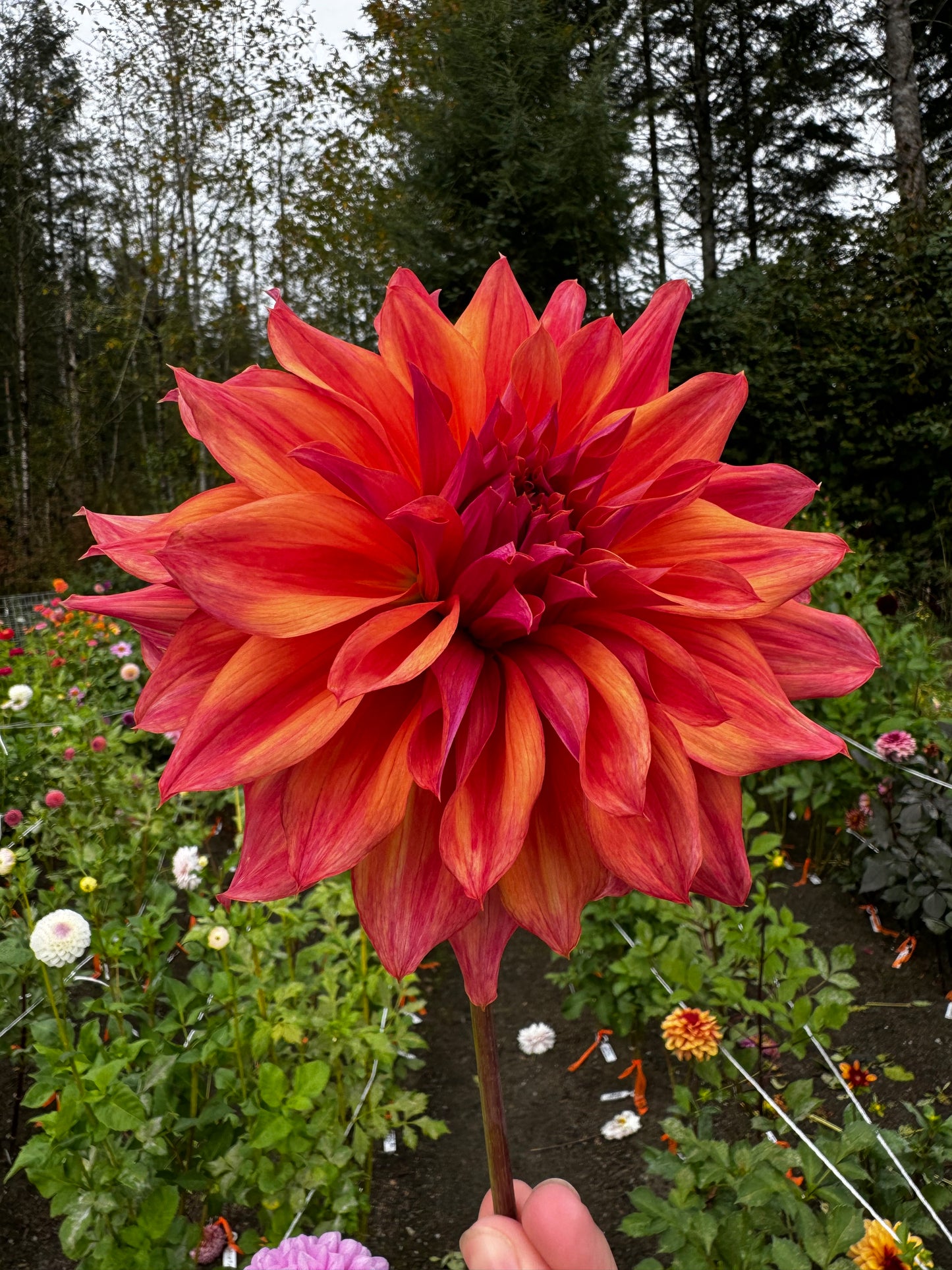 Belle of Barmera Dahlia Tuber