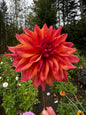 Belle of Barmera Dahlia Tuber