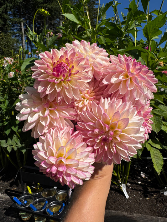 Valley Porcupine Dahlia Tuber
