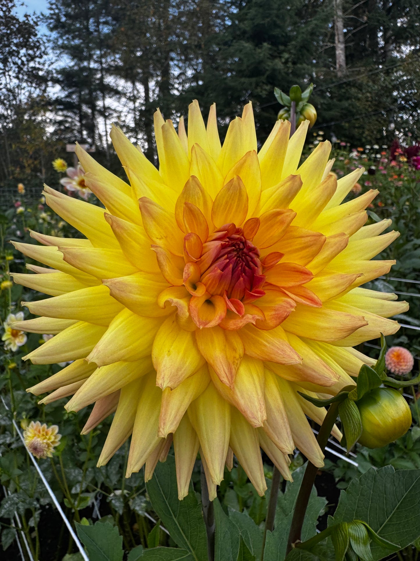 Clearview Louise Dahlia Tuber