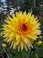 Clearview Louise Dahlia Tuber