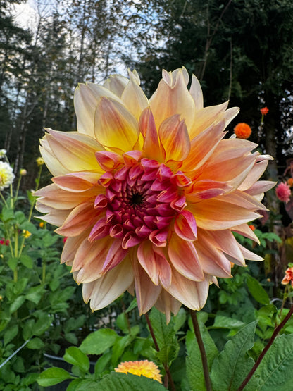 Karmel Korn Dahlia Tuber