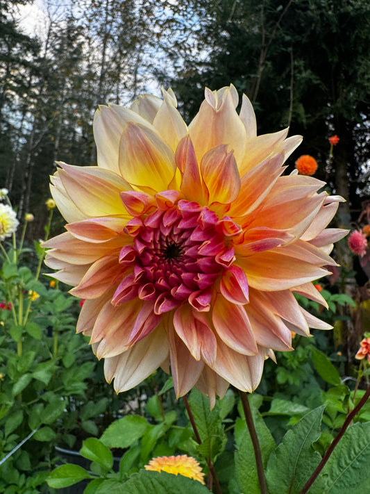 Karmel Korn Dahlia Tuber