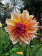 Karmel Korn Dahlia Tuber