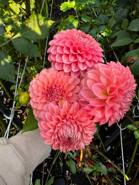 Parkland Tribute Dahlia Tuber