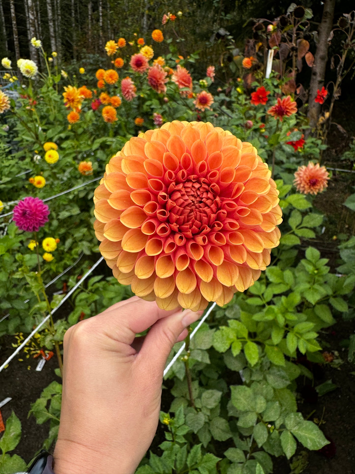 Hy Suntan Dahlia Tuber