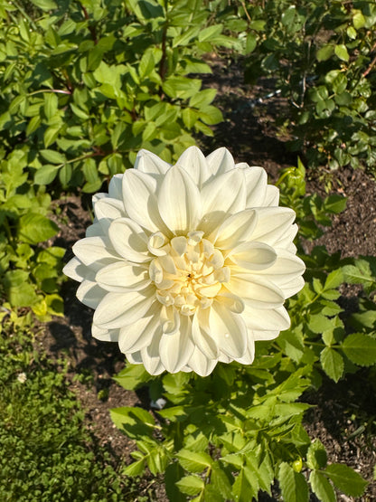 Blizzard Dahlia Tuber