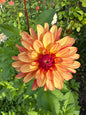 Crazy Legs Dahlia Tuber