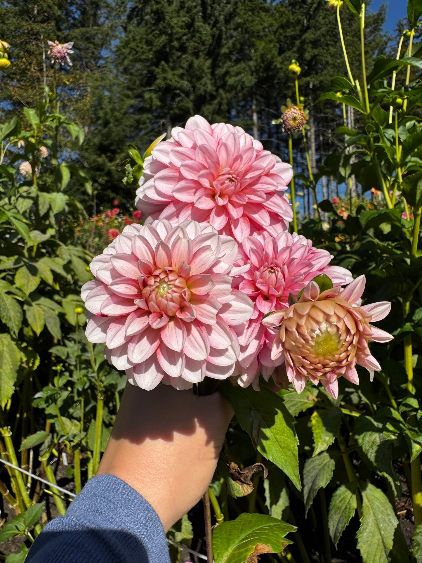 Strawberry Cream Dahlia Tuber