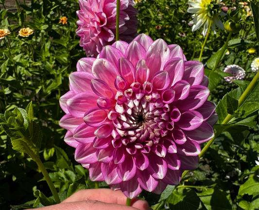 Maltby Pearl Dahlia Tuber-mother tuber with great eye
