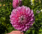 Maltby Pearl Dahlia Tuber-mother tuber with great eye