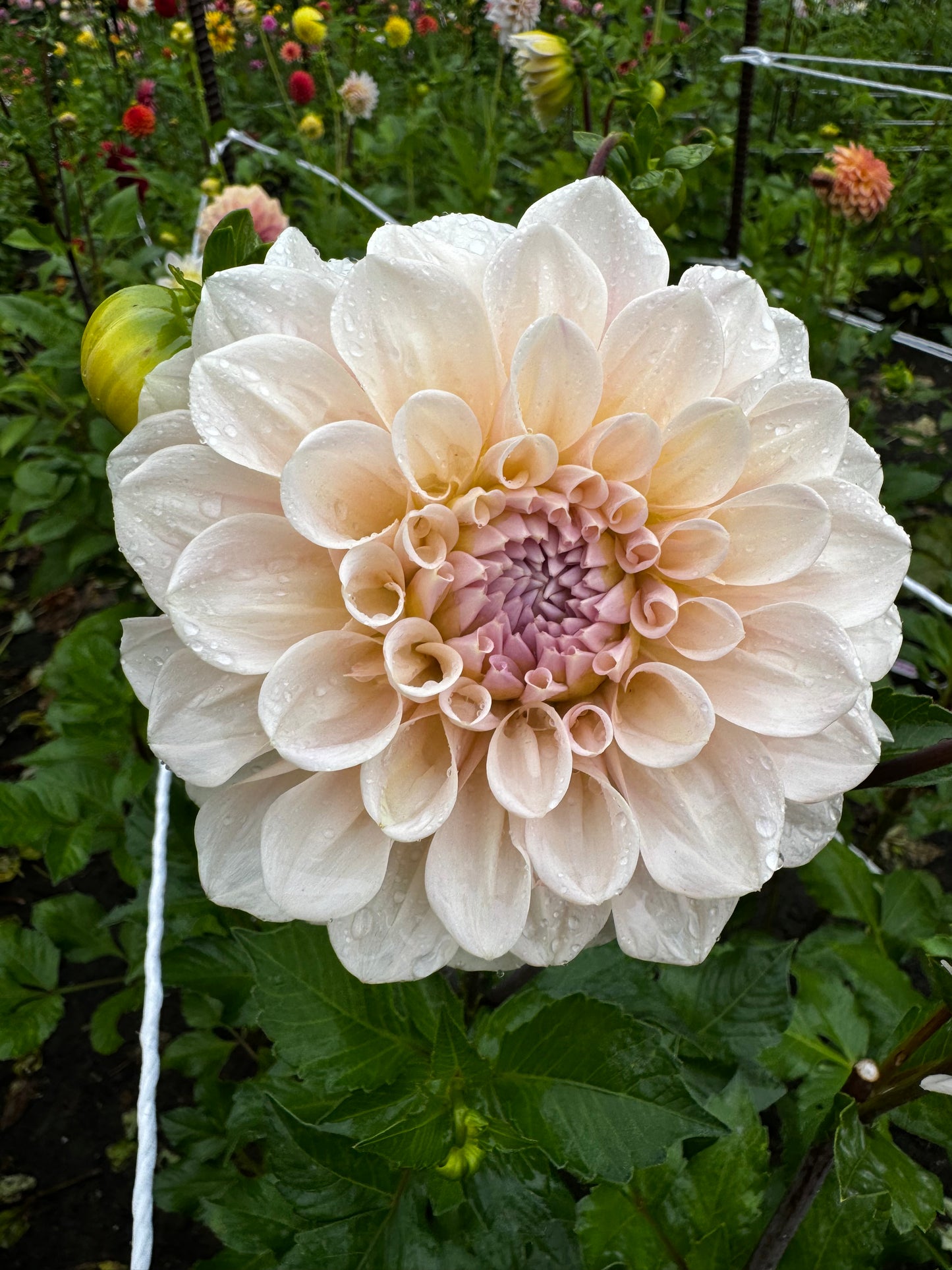 Sweet Nathalie Dahlia Tuber