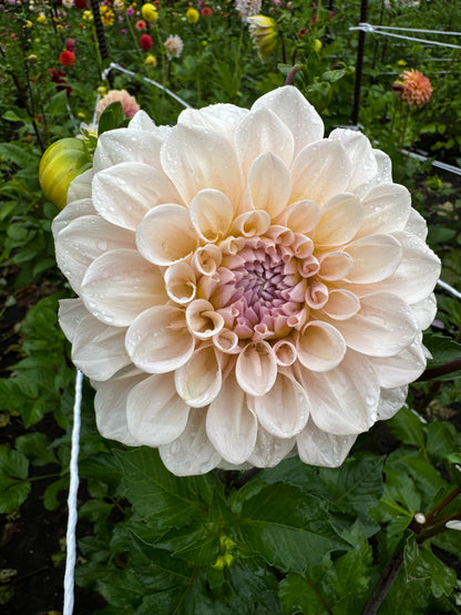 Sweet Nathalie Dahlia Tuber