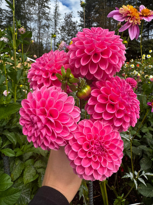 Rebecca Lynn Dahlia Tuber