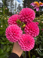 Rebecca Lynn Dahlia Tuber