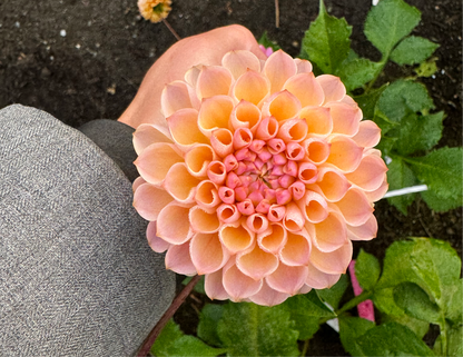 Buffy G Dahlia Tuber Limit 1