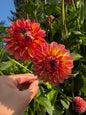 Camano Roo Dahlia Tuber