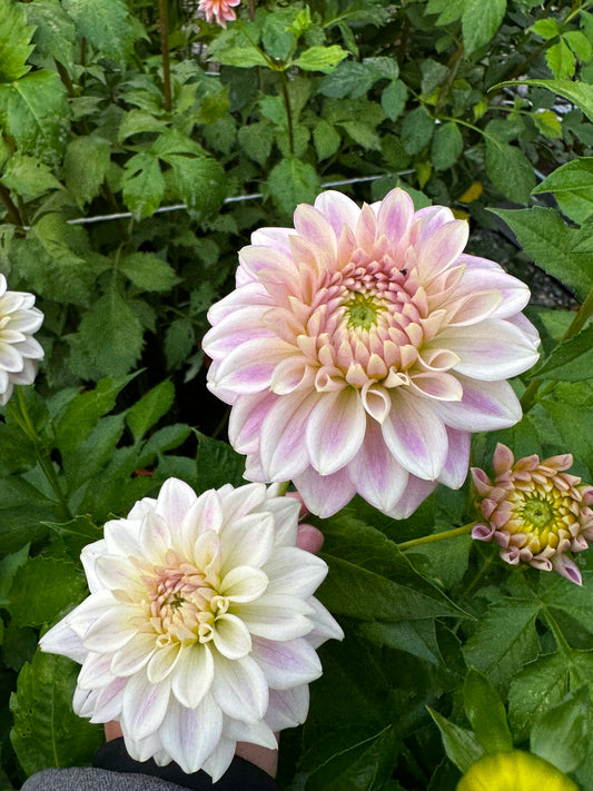 Quiet Splendor Dahlia Tuber