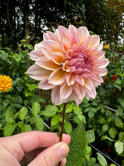 Karmel Korn Dahlia Tuber