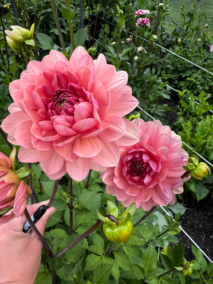 Sandia Bliss Dahlia Tuber Limit 1