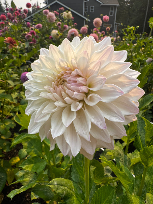 Skipley Swan Song Dahlia Tuber