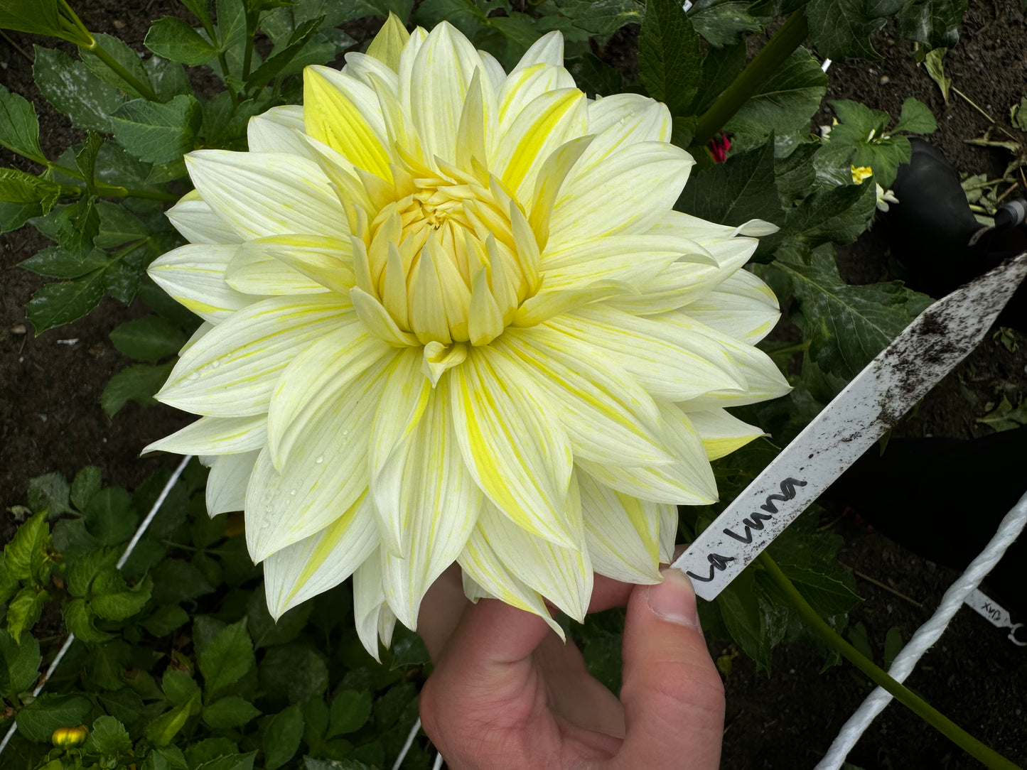 La Luna Dahlia Tuber