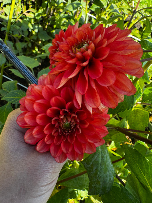 Tempest Dahlia Tuber