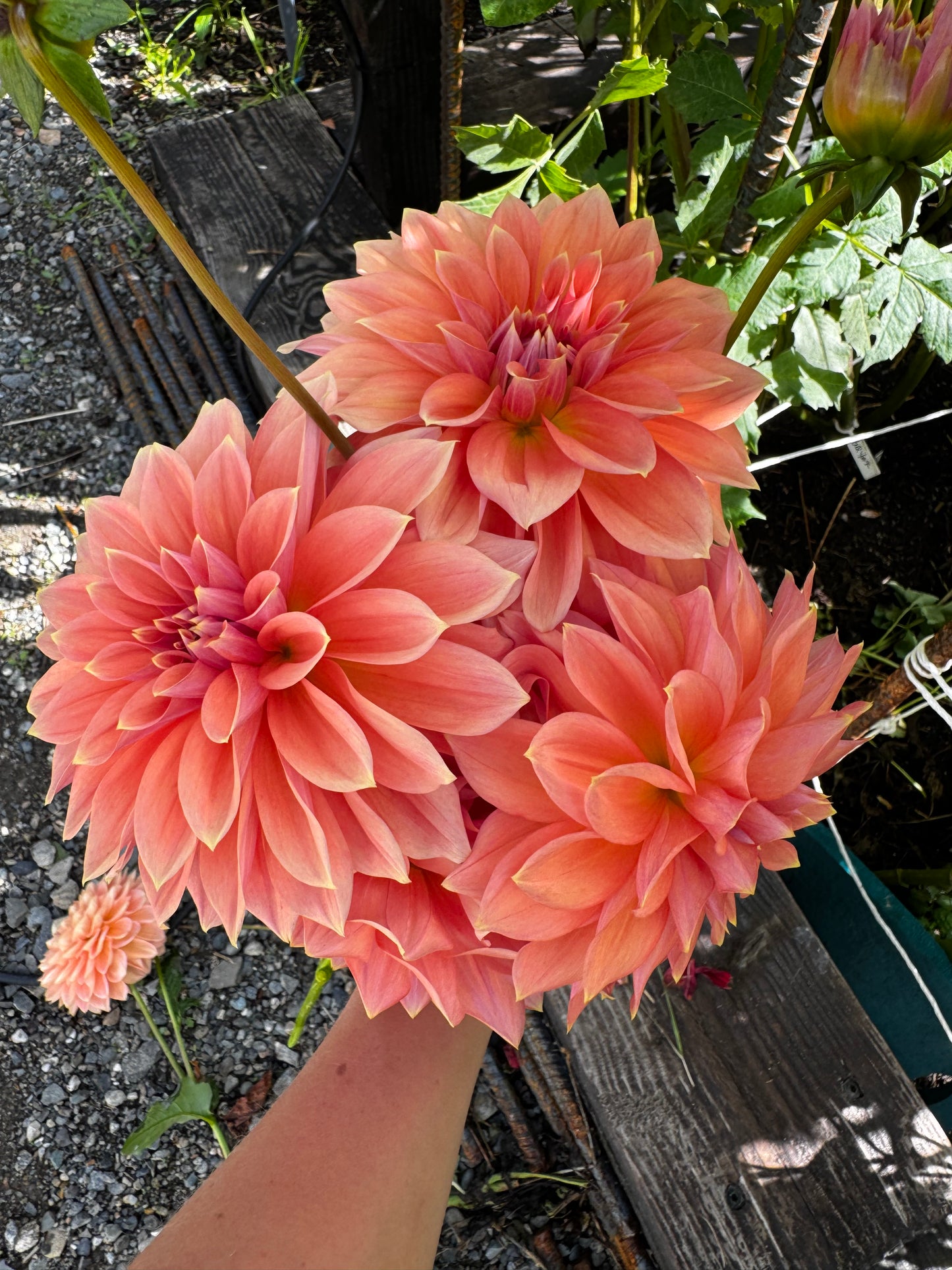 RM Coral Treasure Dahlia Tuber Limit 1