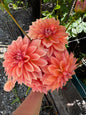 RM Coral Treasure Dahlia Tuber Limit 1