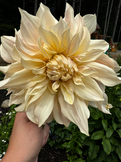 Cafe Au Lait Dahlia Tuber