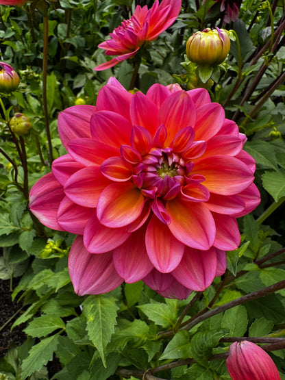 Great Silence Dahlia Tuber