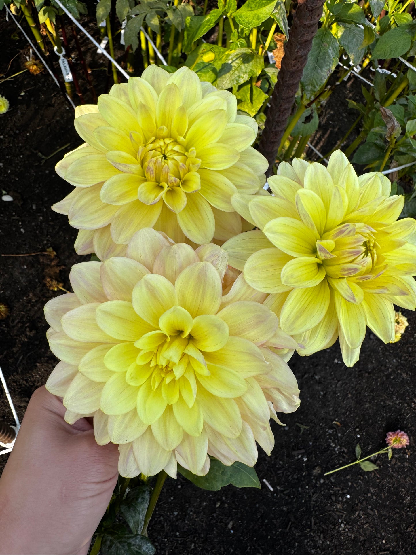 Wyn’s New Pastel Dahlia Tuber
