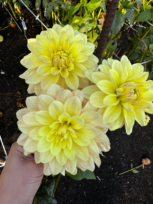 Wyn’s New Pastel Dahlia Tuber