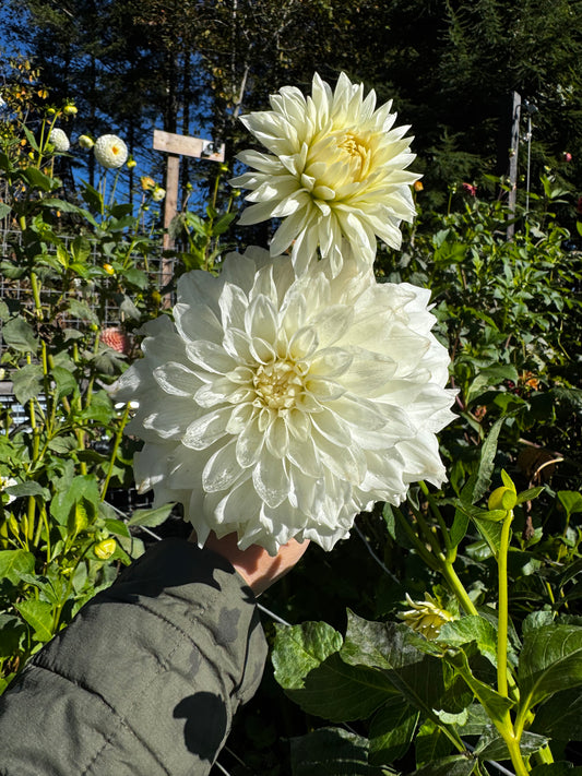 Hillcrest Amour Dahlia Tuber