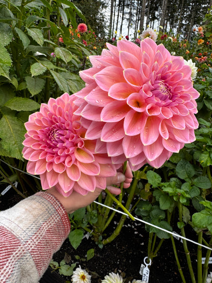 Castle Drive Dahlia Tuber
