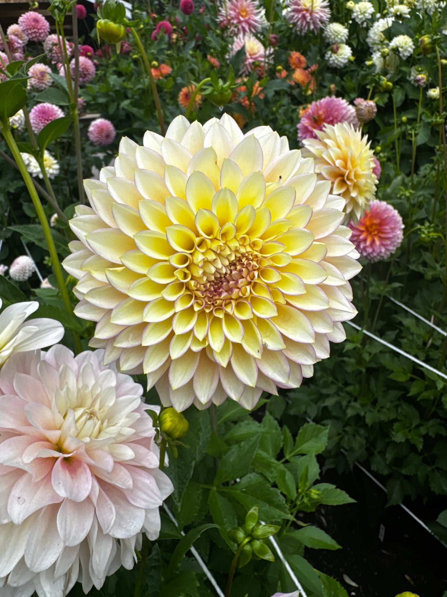 Bloomquist Blush Dahlia Tuber