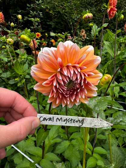 Coral Mystery Dahlia Tuber