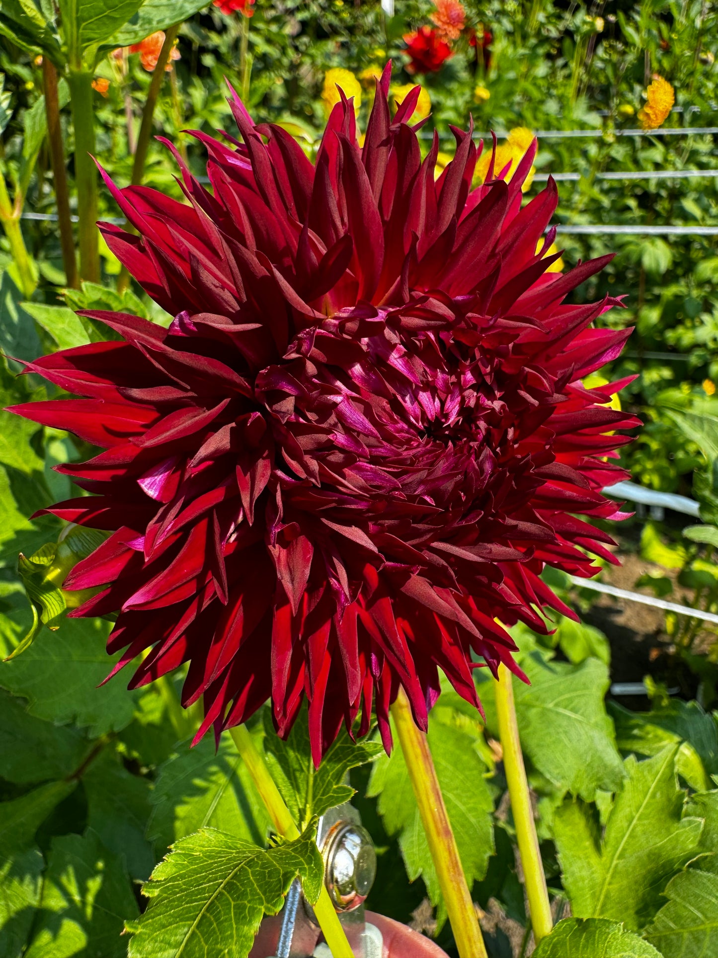 Jax Dahlia Tuber