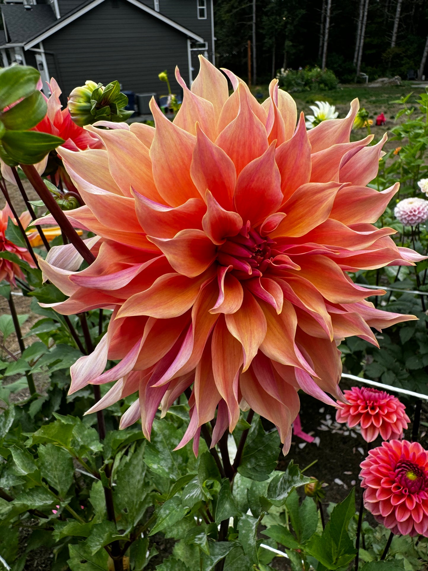 Labryinth Dahlia Tuber