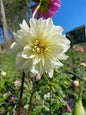 Carl Chilson Dahlia Tuber